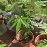 Tangerine Dream Auto (Outdoor)