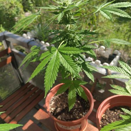 Tangerine Dream Auto (Outdoor)