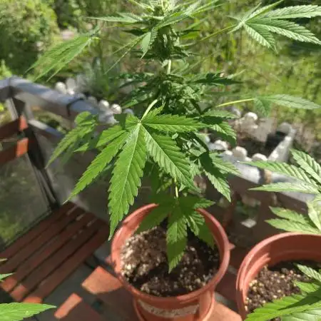 Tangerine Dream Auto (Outdoor)