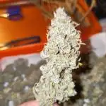 Arctic Flurry (Indoor)