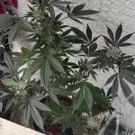 Arctic Flurry Clone (Outdoor)