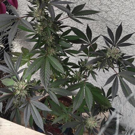 Arctic Flurry Clone (Outdoor)