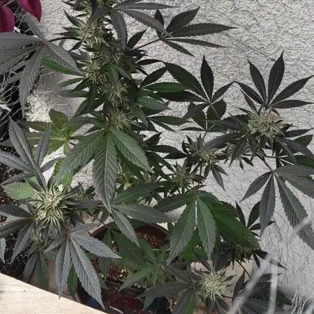Arctic Flurry Clone (Outdoor)