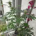 Arctic Flurry Clone (Outdoor)