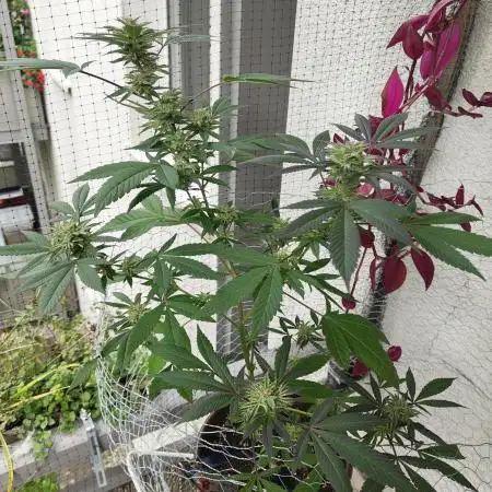 Arctic Flurry Clone (Outdoor)