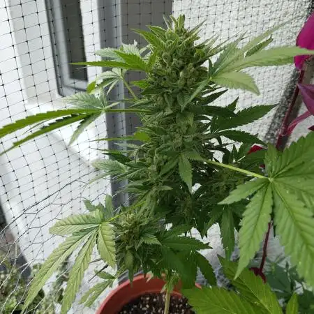 Tangerine Dream Auto (Outdoor)