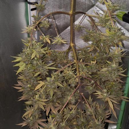 krauTHCollective Grow (Outdoor + Indoor)