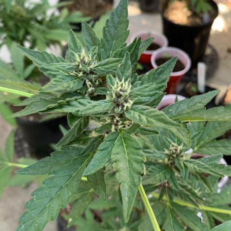 Strawberry Lem Auto🍓