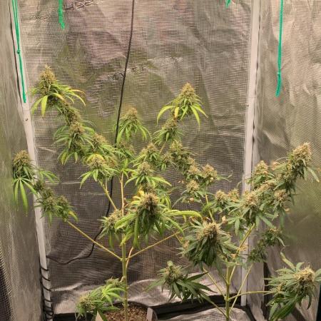 Black Indica🏴‍☠️