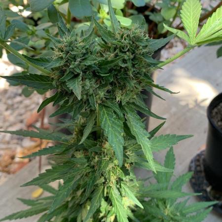 Carbon OG Auto
