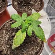 SweetLittleWeedlings