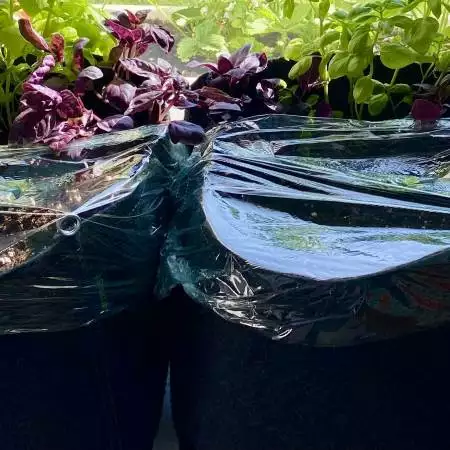 First time outdoor grow Runtz Automatic
