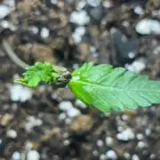 This budder be good!