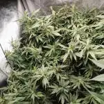 Blue Cheese