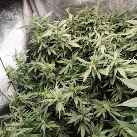 Blue Cheese