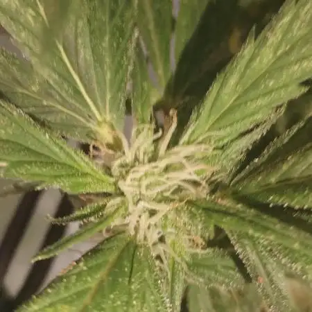 Blue Cheese