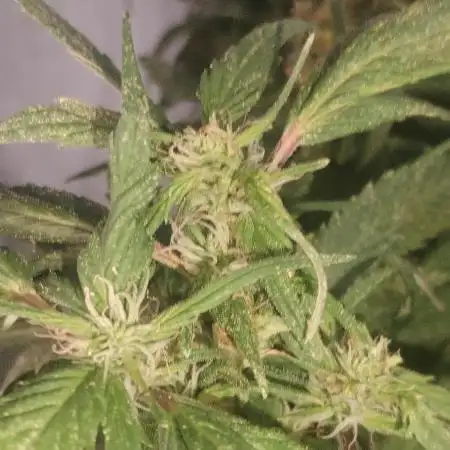 Blue Cheese