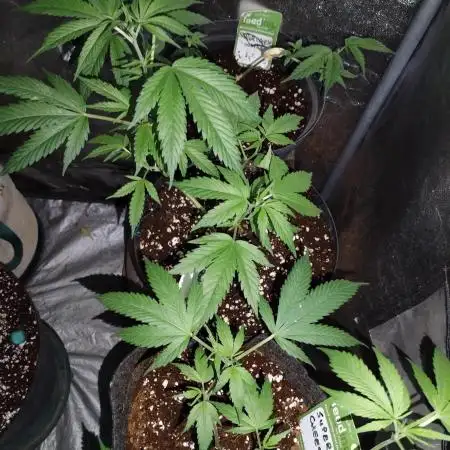 Supercheese