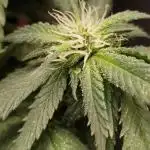 Blue Cheese