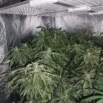 Blue Cheese