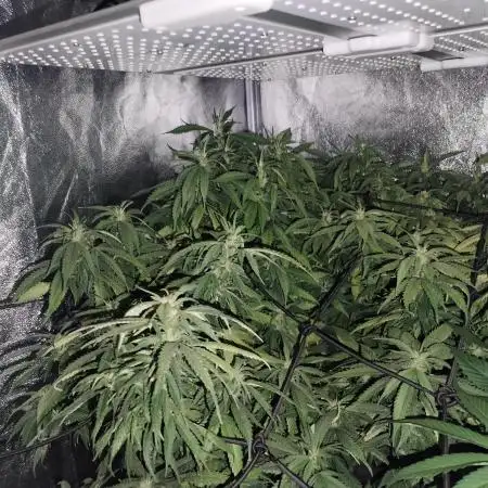 Blue Cheese