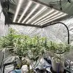 SUMMER GROW（2025）