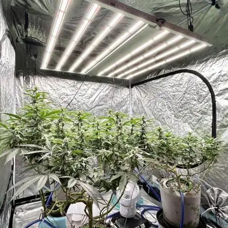 SUMMER GROW（2025）