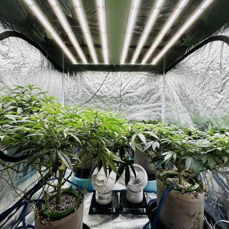 SUMMER GROW（2025）