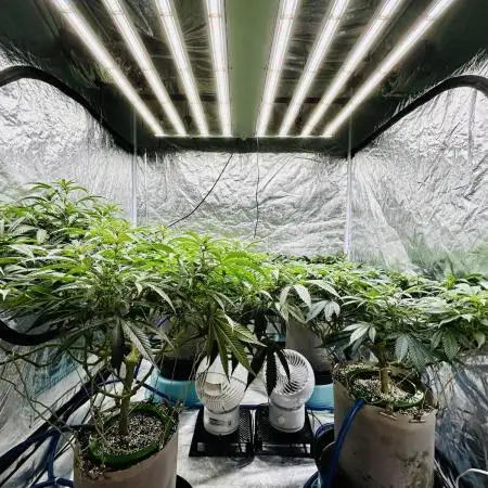 SUMMER GROW（2025）
