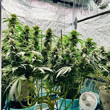 SUMMER GROW（2025）