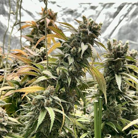 SUMMER GROW（2025）