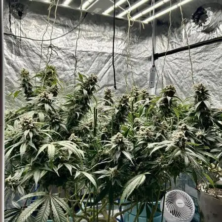 SUMMER GROW（2025）