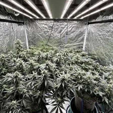 SUMMER GROW（2025）