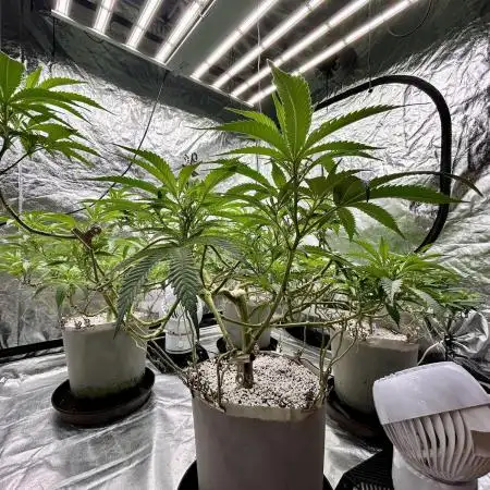 SUMMER GROW（2025）