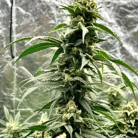 SUMMER GROW（2025）