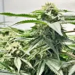 SUMMER GROW（2025）