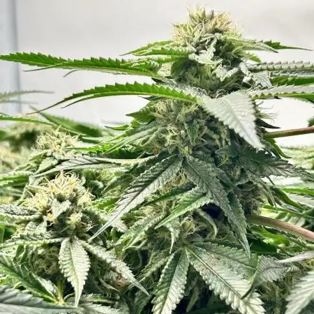 SUMMER GROW（2025）