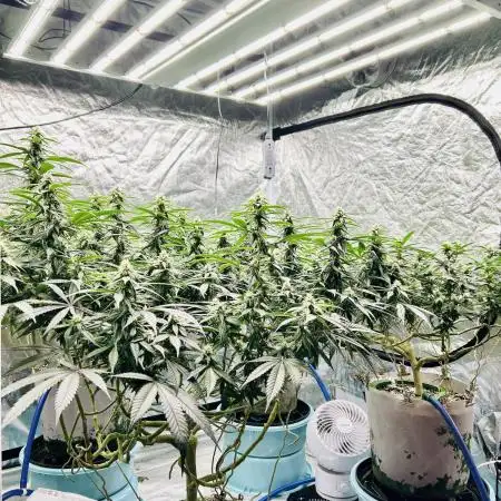 SUMMER GROW（2025）