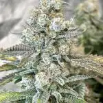 SUMMER GROW（2025）