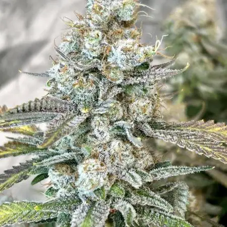 SUMMER GROW（2025）