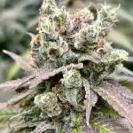 SUMMER GROW（2025）
