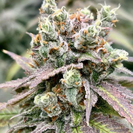 SUMMER GROW（2025）