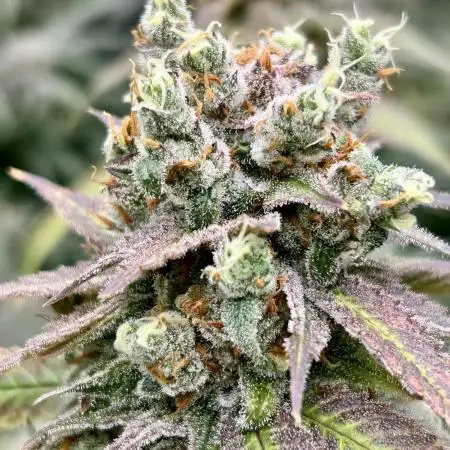 SUMMER GROW（2025）