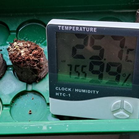Auto divine  seed    athlètes ou pas