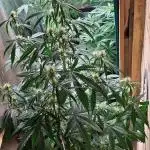 Auto divine  seed    athlètes ou pas