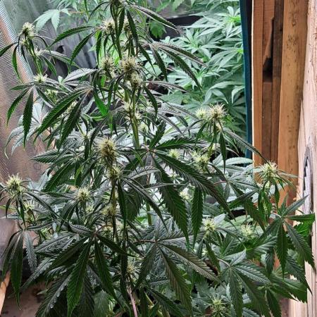 Auto divine  seed    athlètes ou pas