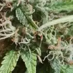 Auto divine  seed    athlètes ou pas