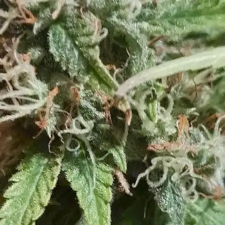 Auto divine  seed    athlètes ou pas
