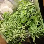 Auto divine  seed    athlètes ou pas