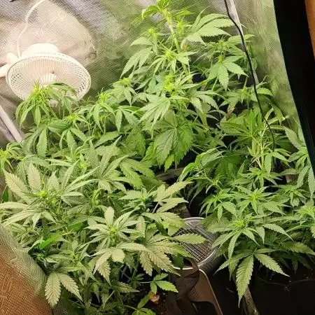 Auto divine  seed    athlètes ou pas